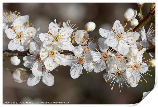 Spring Blossom Print by David Hare