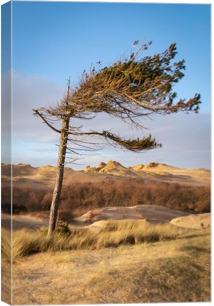 Windswept Formby Pine, Formby Shore, Liverpool Canvas Print by Liam Neon