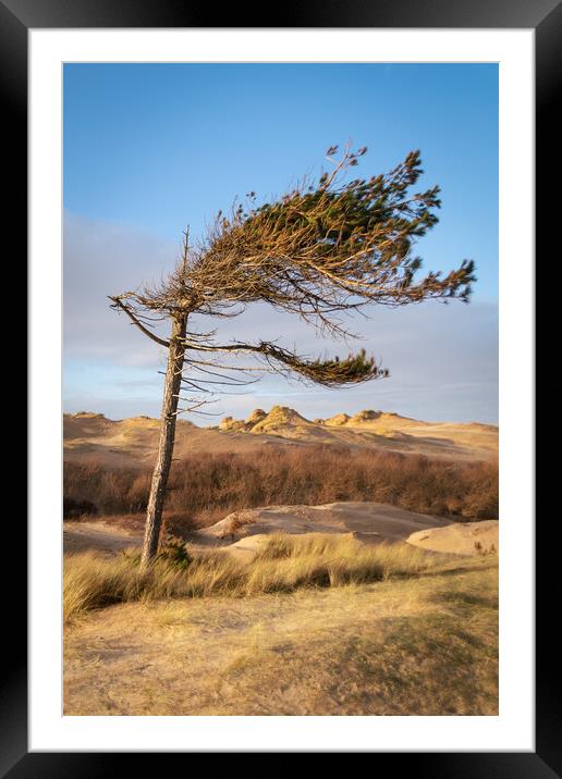 Windswept Formby Pine, Formby Shore, Liverpool Framed Mounted Print by Liam Neon