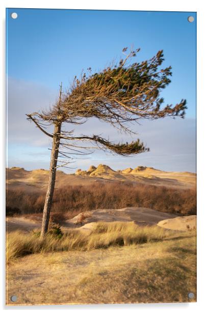 Windswept Formby Pine, Formby Shore, Liverpool Acrylic by Liam Neon
