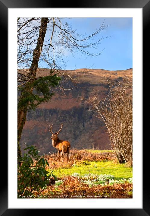 Red Deer Stag Framed Mounted Print by Graham Lathbury