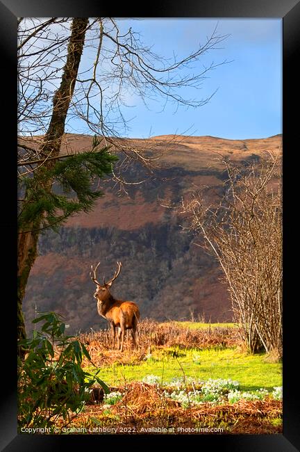 Red Deer Stag Framed Print by Graham Lathbury