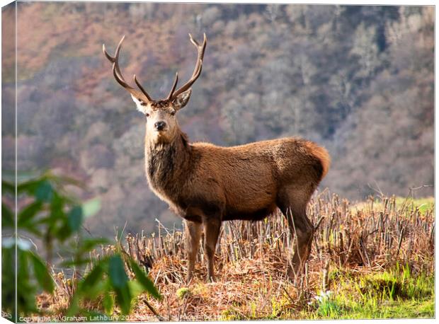 Red Deer Stag Canvas Print by Graham Lathbury