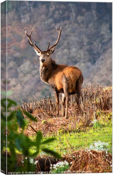 Red Stag Deer, Scotland Canvas Print by Graham Lathbury