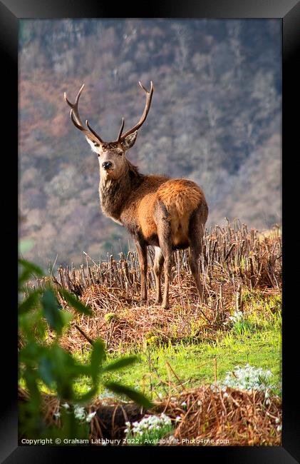 Red Stag Deer, Scotland Framed Print by Graham Lathbury
