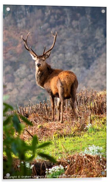 Red Stag Deer, Scotland Acrylic by Graham Lathbury