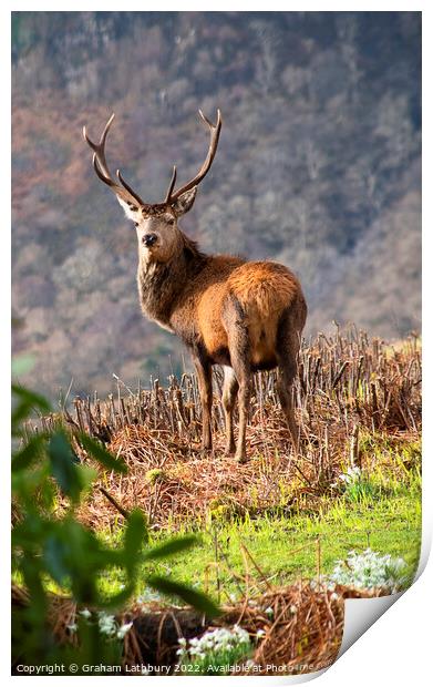 Red Stag Deer, Scotland Print by Graham Lathbury