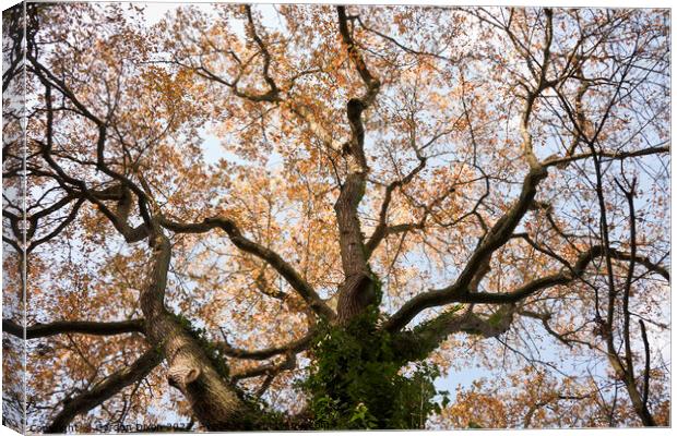 Looking up at the branches of an old oak tree, in autumn Canvas Print by Gordon Dixon