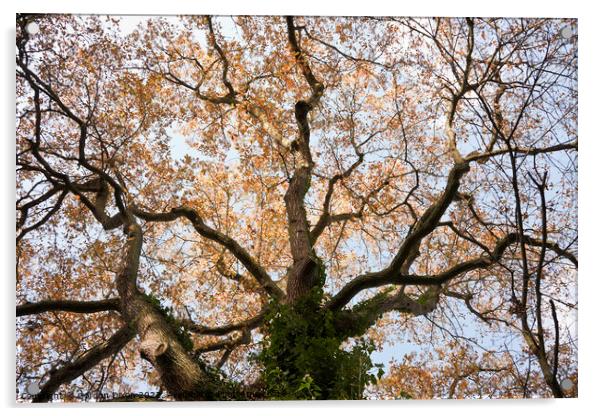 Looking up at the branches of an old oak tree, in autumn Acrylic by Gordon Dixon