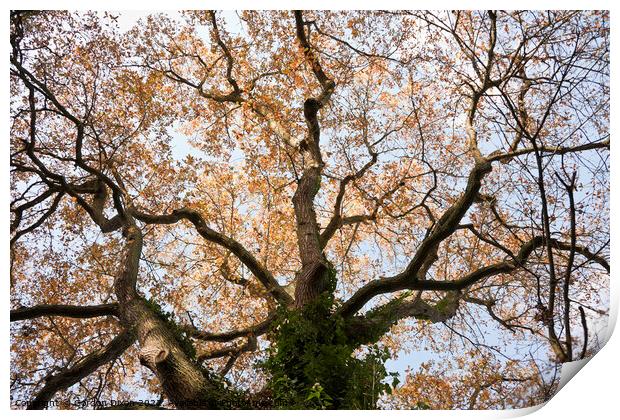 Looking up at the branches of an old oak tree, in autumn Print by Gordon Dixon