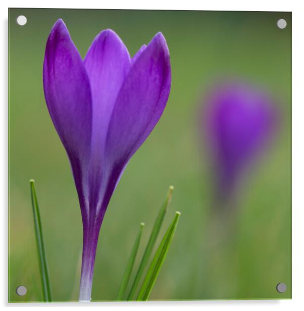 Purple Crocus Flower  Acrylic by Jonathan Thirkell