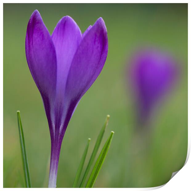 Purple Crocus Flower  Print by Jonathan Thirkell