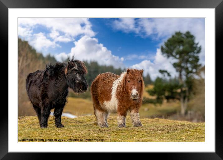 Shetland Ponies Framed Mounted Print by Alan Simpson
