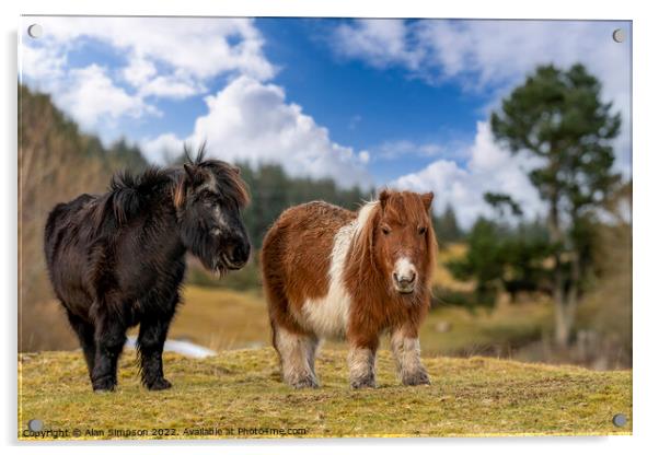 Shetland Ponies Acrylic by Alan Simpson