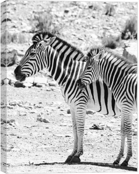 Zebras in the African sun Canvas Print by Adrian Paulsen