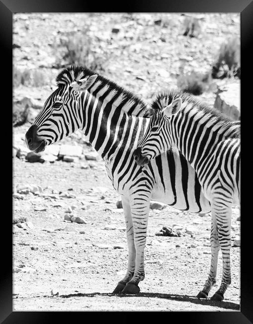 Zebras in the African sun Framed Print by Adrian Paulsen