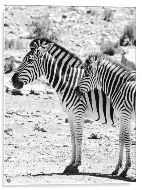Zebras in the African sun Acrylic by Adrian Paulsen