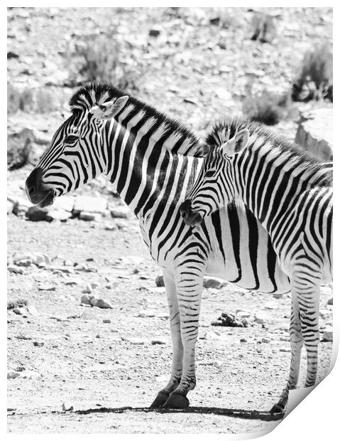 Zebras in the African sun Print by Adrian Paulsen