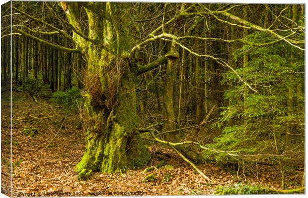 Ynys Maelog Forest Llantrisand south Wales Canvas Print by Nick Jenkins