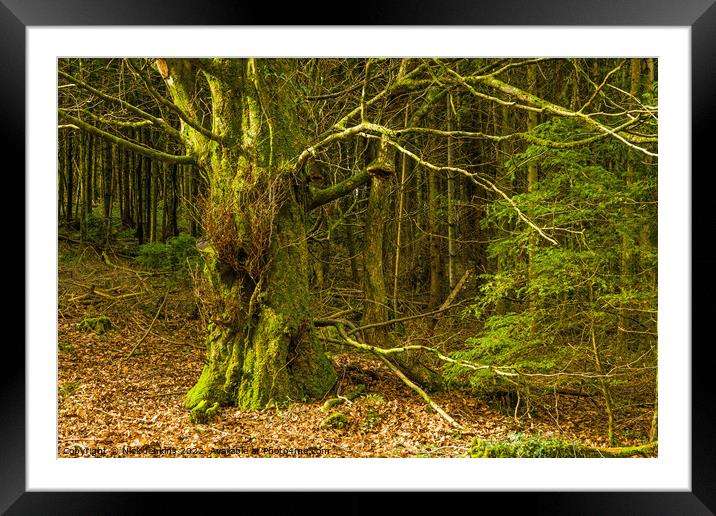 Ynys Maelog Forest Llantrisand south Wales Framed Mounted Print by Nick Jenkins