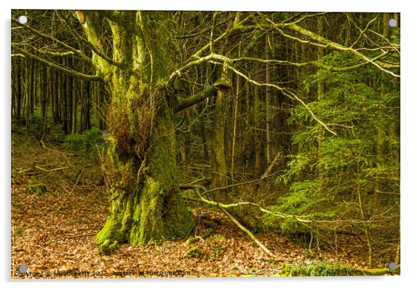 Ynys Maelog Forest Llantrisand south Wales Acrylic by Nick Jenkins