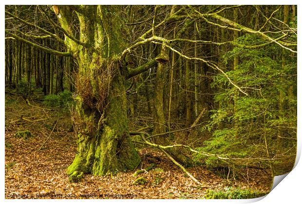 Ynys Maelog Forest Llantrisand south Wales Print by Nick Jenkins