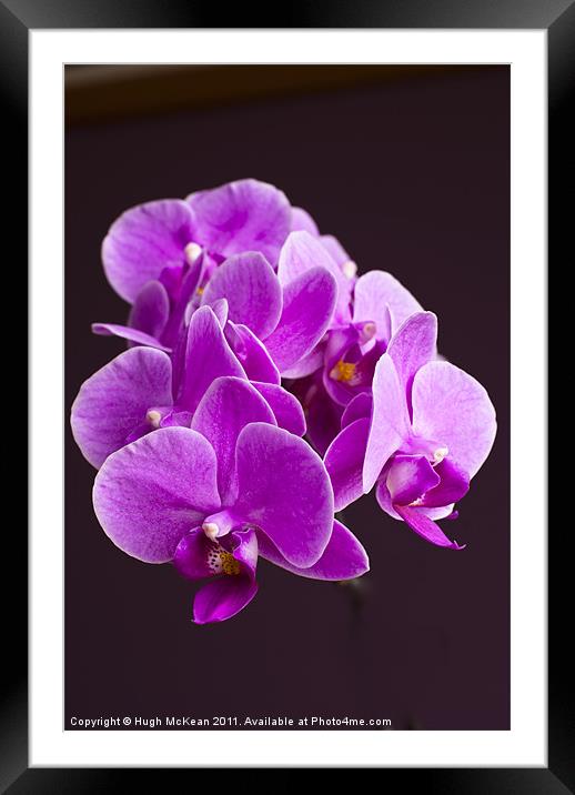Plant, Orchid, Phalaenopsis, Pink Flowers Framed Mounted Print by Hugh McKean