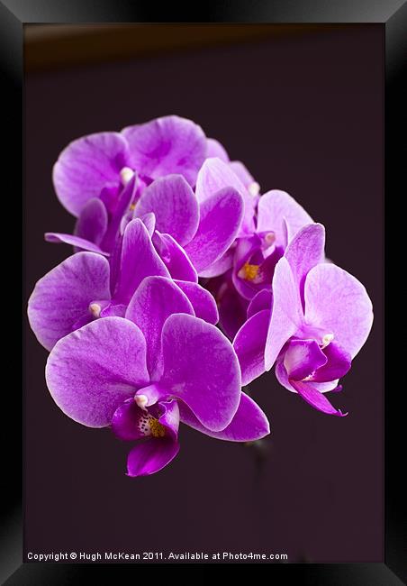 Plant, Orchid, Phalaenopsis, Pink Flowers Framed Print by Hugh McKean