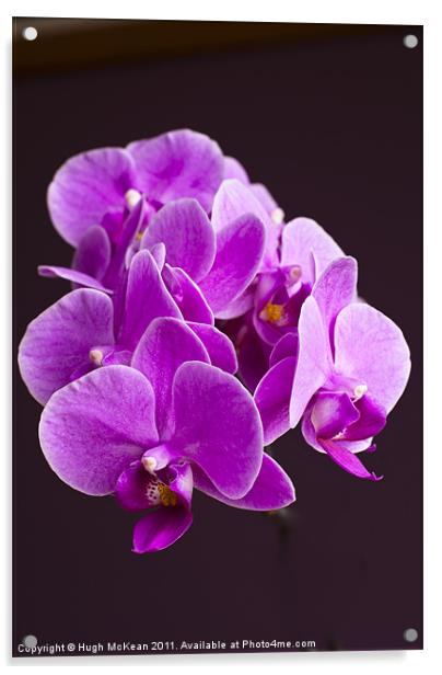 Plant, Orchid, Phalaenopsis, Pink Flowers Acrylic by Hugh McKean