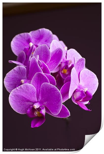 Plant, Orchid, Phalaenopsis, Pink Flowers Print by Hugh McKean