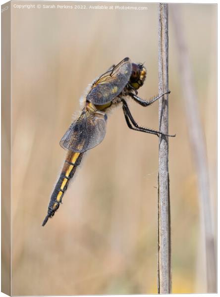4 Spotted Dragonfly Canvas Print by Sarah Perkins