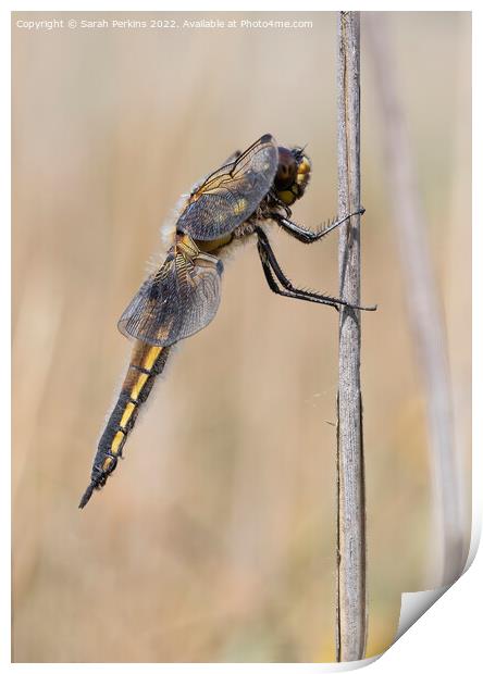 4 Spotted Dragonfly Print by Sarah Perkins