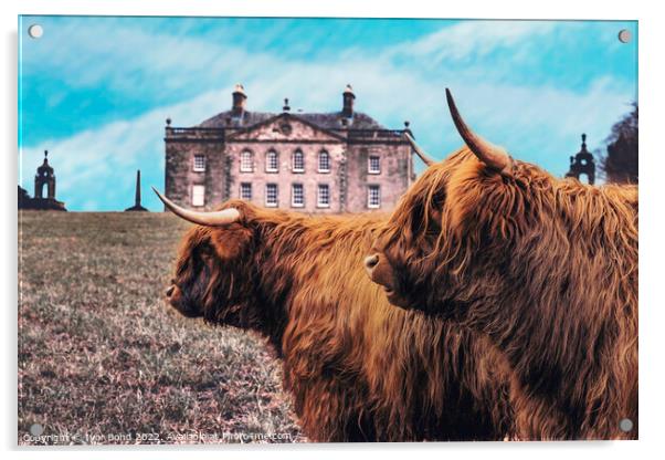 Scottish Highland Coo's Acrylic by Ivor Bond