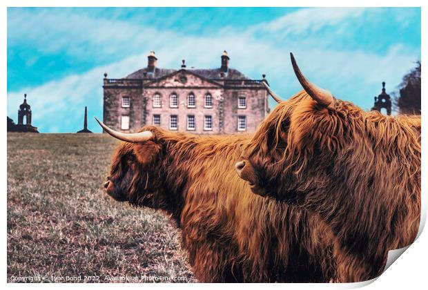 Scottish Highland Coo's Print by Ivor Bond