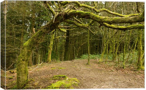 The Bent Old Tree Ynys Maelog Forest  Canvas Print by Nick Jenkins