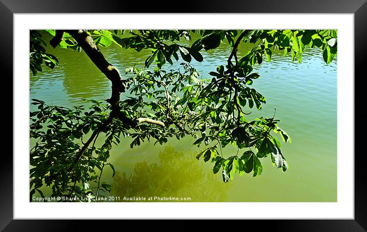 Reflective branches Framed Mounted Print by Sharon Lisa Clarke