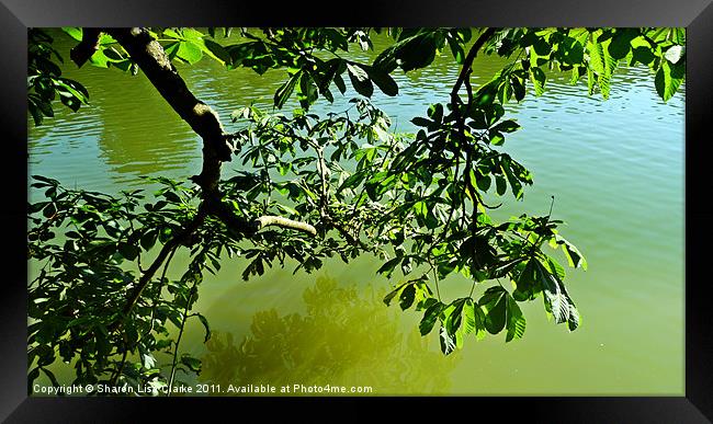 Reflective branches Framed Print by Sharon Lisa Clarke