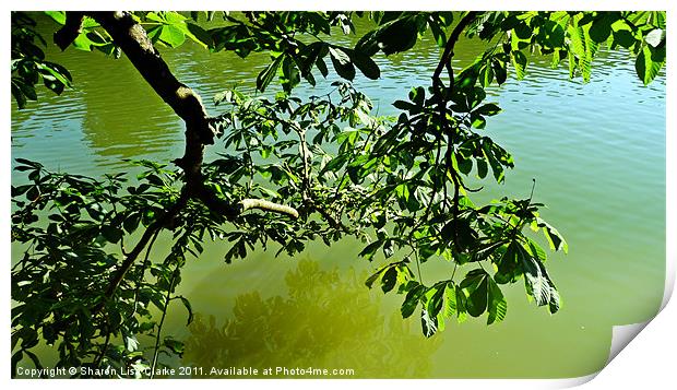 Reflective branches Print by Sharon Lisa Clarke