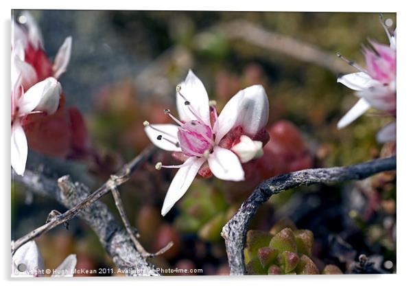 Plant, English Stonecrop, Sedum anglicum, Flowers Acrylic by Hugh McKean