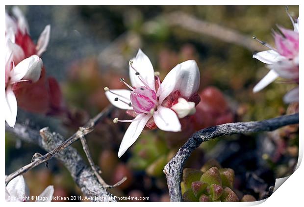 Plant, English Stonecrop, Sedum anglicum, Flowers Print by Hugh McKean