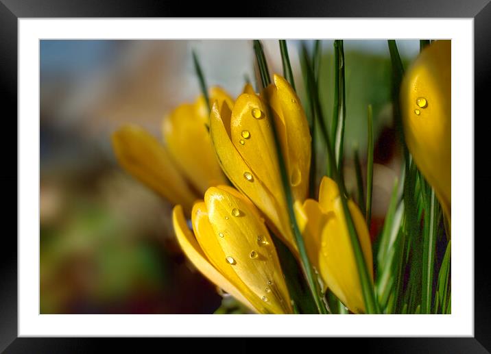 Crocus Raindrops Framed Mounted Print by Alison Chambers