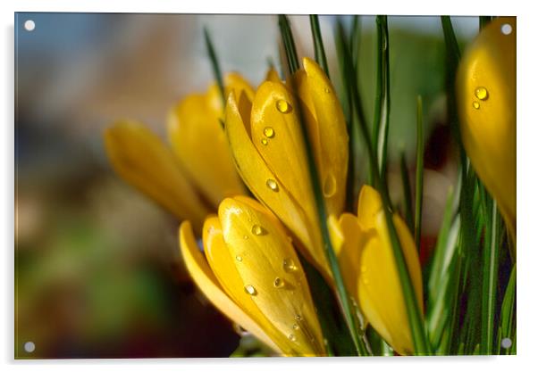 Crocus Raindrops Acrylic by Alison Chambers