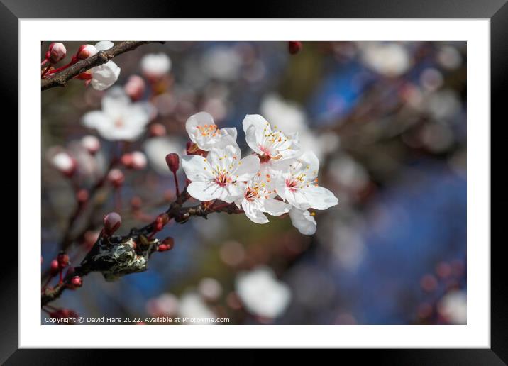 Spring Blossoms Framed Mounted Print by David Hare