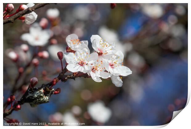 Spring Blossoms Print by David Hare