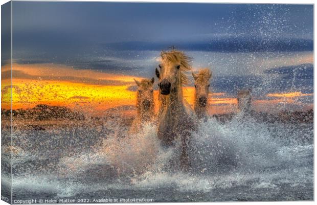 Majestic Camargue Horses in the Sea Dark Sunset Canvas Print by Helkoryo Photography