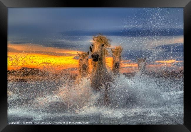 Majestic Camargue Horses in the Sea Dark Sunset Framed Print by Helkoryo Photography
