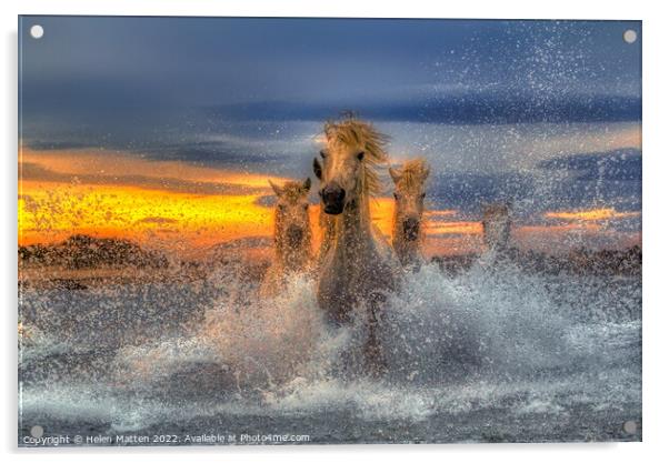 Majestic Camargue Horses in the Sea Dark Sunset Acrylic by Helkoryo Photography
