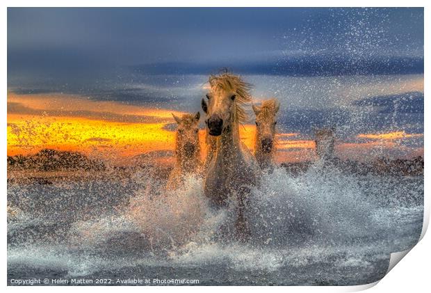 Majestic Camargue Horses in the Sea Dark Sunset Print by Helkoryo Photography