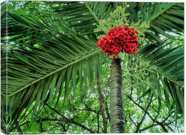 Tree With Bunch of Red Berries Canvas Print by Errol D'Souza