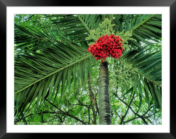 Tree With Bunch of Red Berries Framed Mounted Print by Errol D'Souza